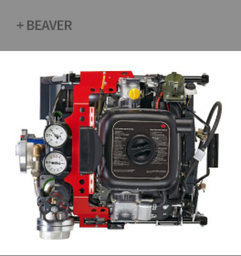 Beaver
