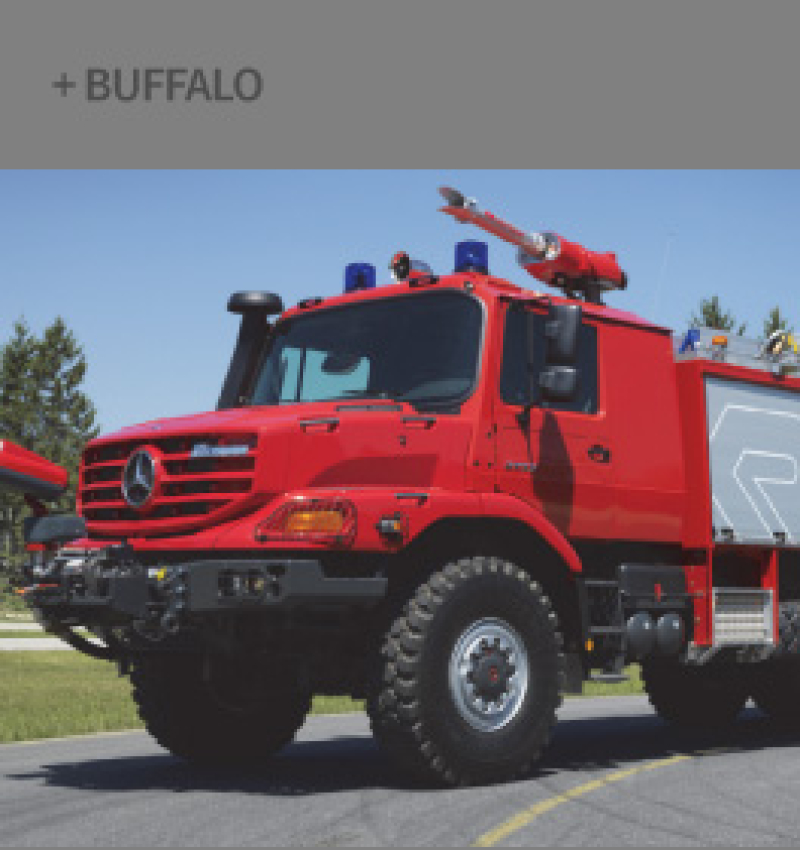 buffalo